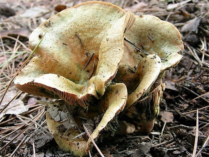 870 Dicembre vecchio ritrovamento